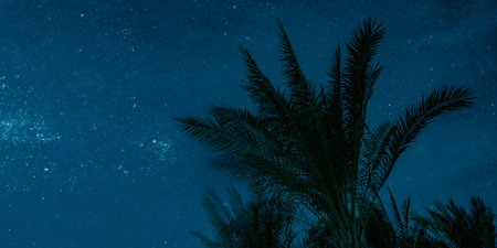 The moon shines at night over palm trees on the seaの写真素材