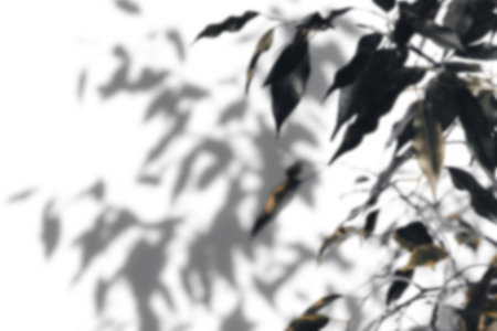 shadow tree with leaves on a white background.の写真素材