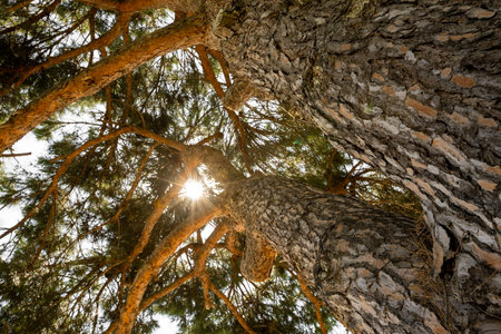 pine forest trees. nature green wood sunlight backgroundsの写真素材