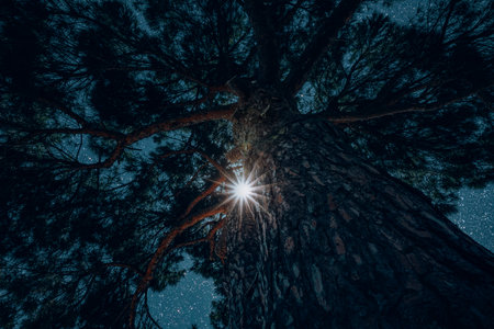 Christmas star shines through a pine tree