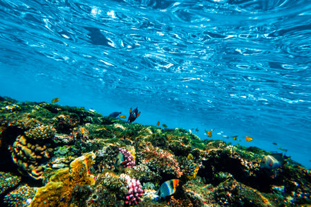 Underwater coral reef on the red sea