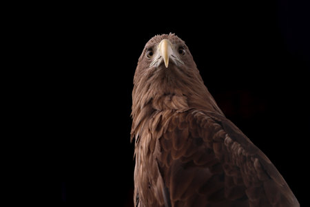 a White-tailed eagle on a black background