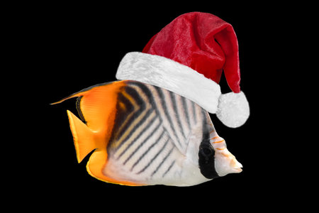 High quality photoの写真素材