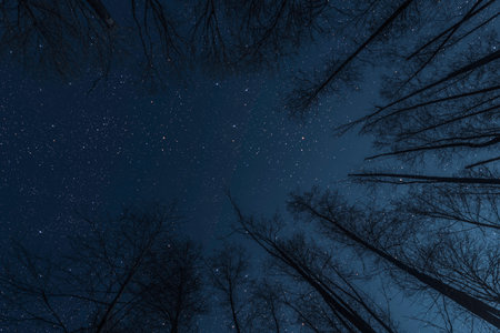 Starry sky in the night forest