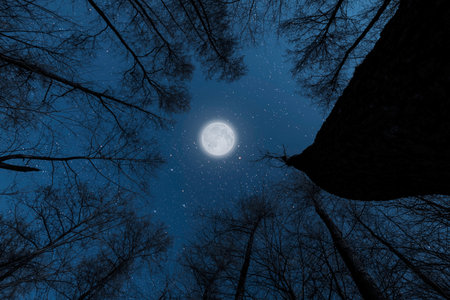 the Starry sky in the night forestの写真素材