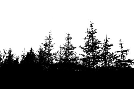 isolated forest a mountain on a white backgroudの写真素材