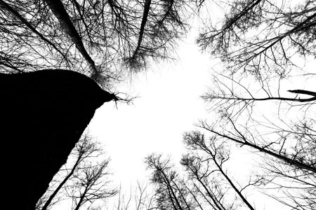 isolated forest a mountain on a white backgroud