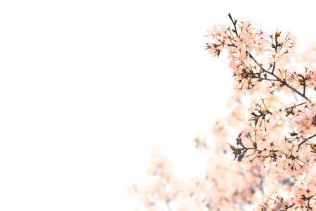 a spring pink flowers on white backgroundsの写真素材
