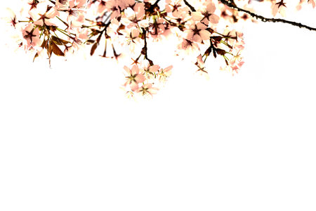 a spring pink flowers on white backgroundsの写真素材