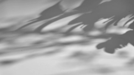 shadow of a tree sways on a white background