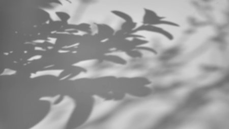 shadow of a tree sways on a white backgroundの写真素材