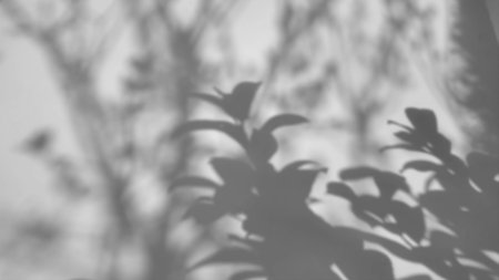shadow of a tree sways on a white backgroundの写真素材