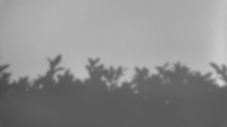 shadow of a tree sways on a white backgroundの写真素材