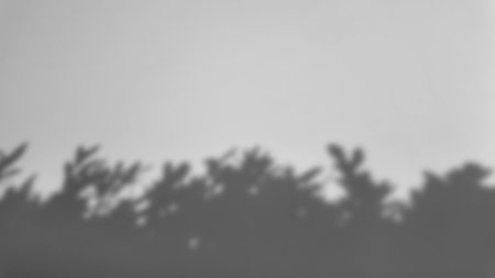 shadow of a tree sways on a white backgroundの写真素材