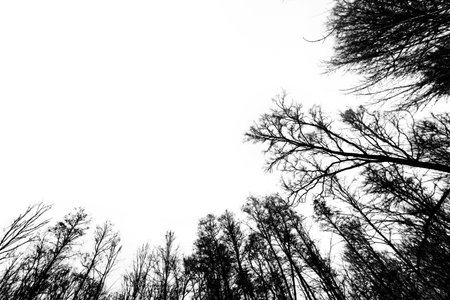 isolated forest a mountain on a whiteの写真素材