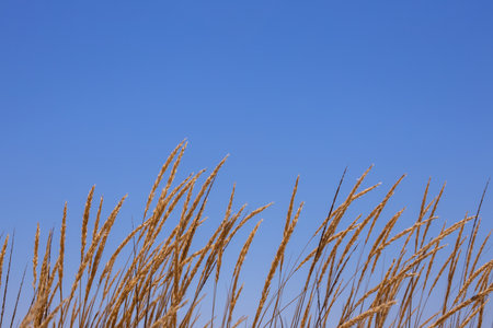 The Golden grass swaying at sunset