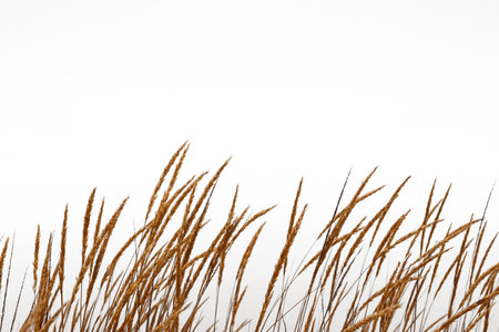 Golden grass swaying at sunset by sea and mountainsの写真素材