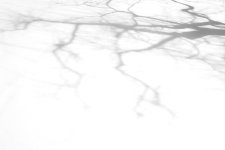The shadow of a tree sways on a transparent backgroundの写真素材