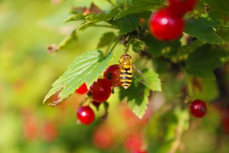 Little bee on red currant background