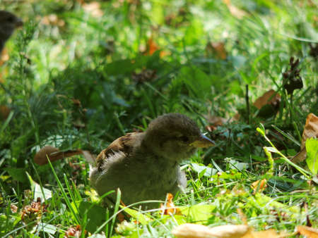 A sparrow bird on the grass next to the water. Macro photography of animals and birds.の写真素材