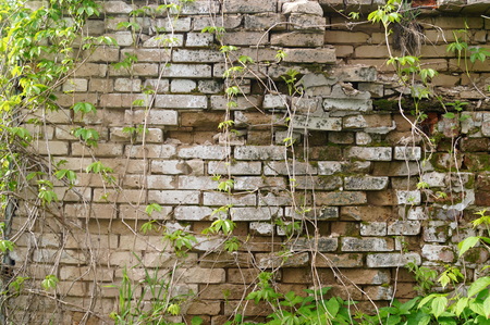 Stone wall with greenery. Texture of nature. Background for text, banner, label.の写真素材