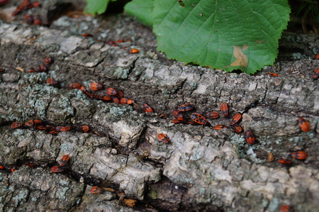 Red and black bugs crawling on the barkの写真素材