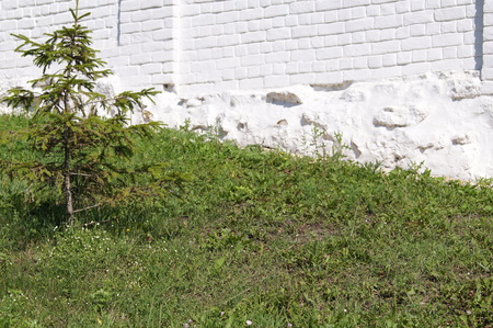 Stone wall with greenery. Texture of nature. Background for text, banner, label.の写真素材