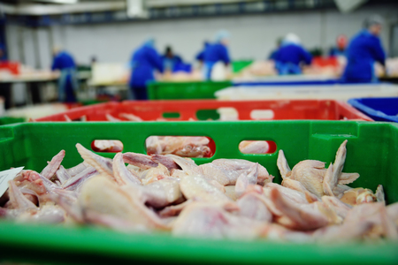 Plant for processing poultry in the food industry. chickenの写真素材
