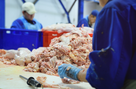 Plant for processing poultry in the food industry. chickenの写真素材