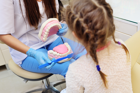 the dentist shows the little girl how to clean the teeth with a toothbrush on an artificial jaw dummyの写真素材