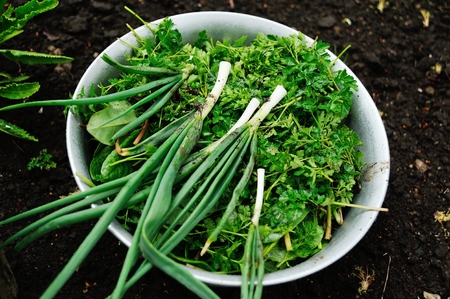fresh herbs - parsley, celery, sorrel, green onions, coriander - in an aluminum bowl on the...