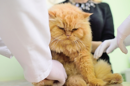 fluffy red cat on examination in a veterinary clinicの写真素材