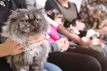 beautiful adult Persian cat in the hands of the owner in the queue for examination in the veterinary clinicの写真素材