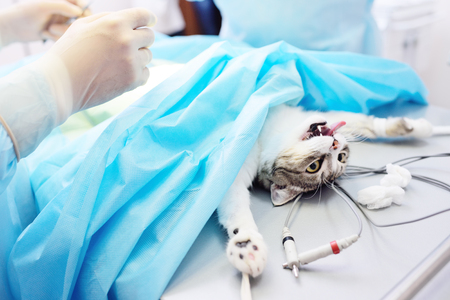 cat on surgical operating table in a veterinary clinicの写真素材