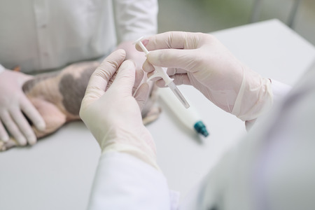 Microchiping sphinx cat in vet clinic by veterinariansの写真素材