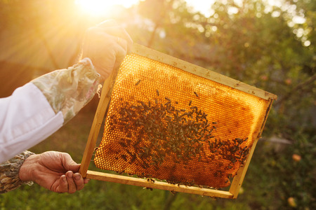 frame for bees close-up in the hands of a beekeeper in the background of the sun and an apiaryの写真素材