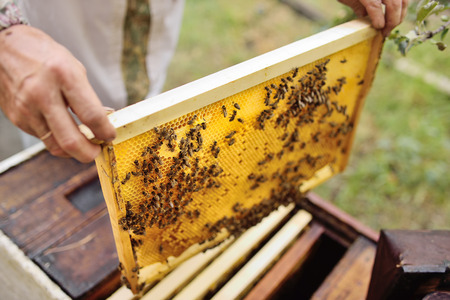 frame for bees close-up in the hands of a beekeeper in the background of the sun and an apiary