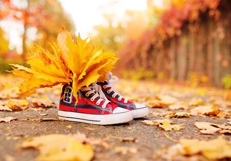 red sneakers with yellow maple leaves inserted in them close-up on the background of the autumn Park. Autumn concept, space for text, copy space.の写真素材
