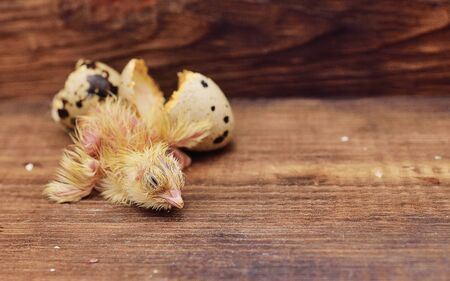a newborn baby bird or quail chick hatches from an egg close-up on a wooden background. Poultry farm, quail breeding.Copy spaceの写真素材