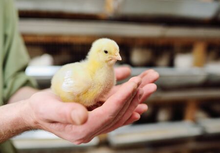 broiler chicken close-up in the hands of a farmer on the background of a poultry farm. Breeding and rearing of broiler chickens. Copy spaceの写真素材