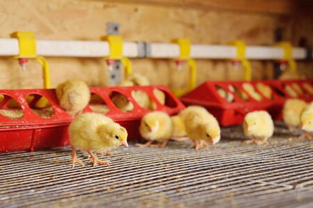small chickens or quail are drinking water from a watering can on a poultry farm close upの写真素材