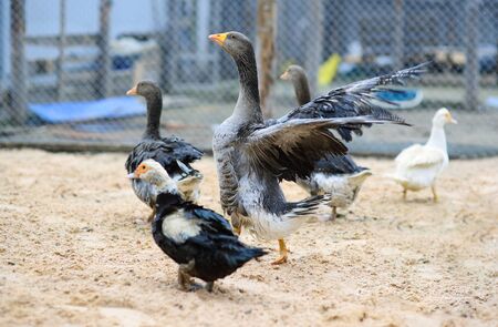 Grey geese and musk ducks walk in the poultry yard on the poultry farm.の写真素材