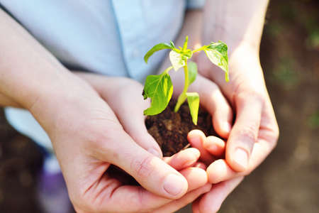 close-up of a childs hands in the hands of an adult holding a sprout or a green seedling of a young plant against the ground.Ecology, landscaping, environmental protection.の写真素材