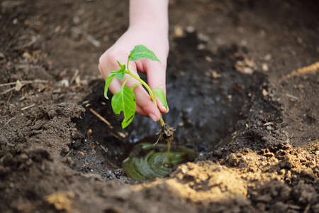 hands close-up plant a green sprout or sapling of a young plant in the ground against the background of a hole in the ground and water.の写真素材