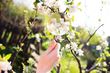 close-up of a hand with a magnifying glass on the background of spring blooms. Gardening.の写真素材