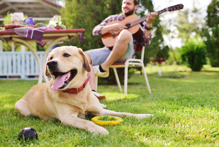 dog breed labrador retriever lies on the grass against the background of a man who plays the guitar in a parkの写真素材