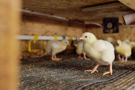 broiler chickens in the aviary against the background of equipment for drinking and feeding.