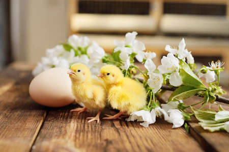 two cute chickens on a wooden table against the background of an egg and a blossoming branch of an apple tree.の写真素材