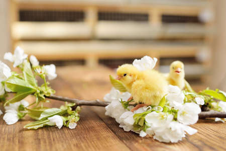 Two little cute chickens on a wooden background against a flowering branch.の写真素材