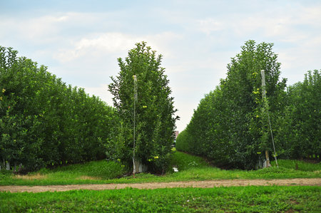 rows of apple trees in an apple orchard on a background of green grass and sky.